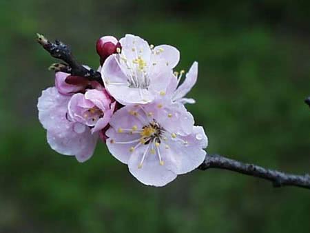 Абрикос (Apricot tree, Prunus armeniaca)