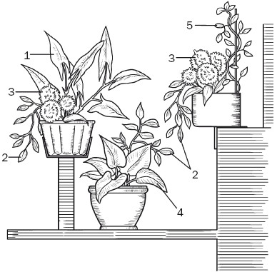 Принципы создания цветочных композиции для балкона, лоджии, террасы